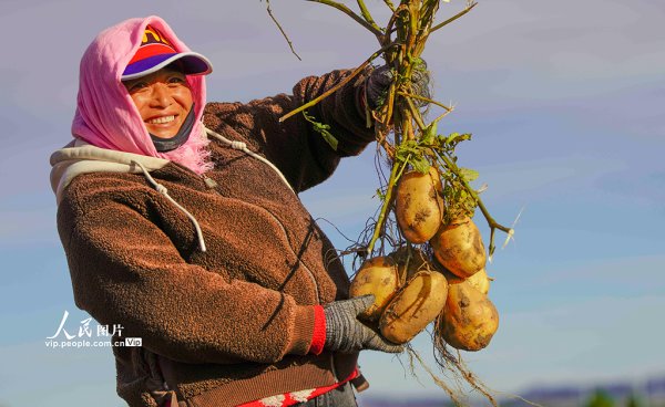 上海厚成股票配资案 河北围场：马铃薯喜获丰收